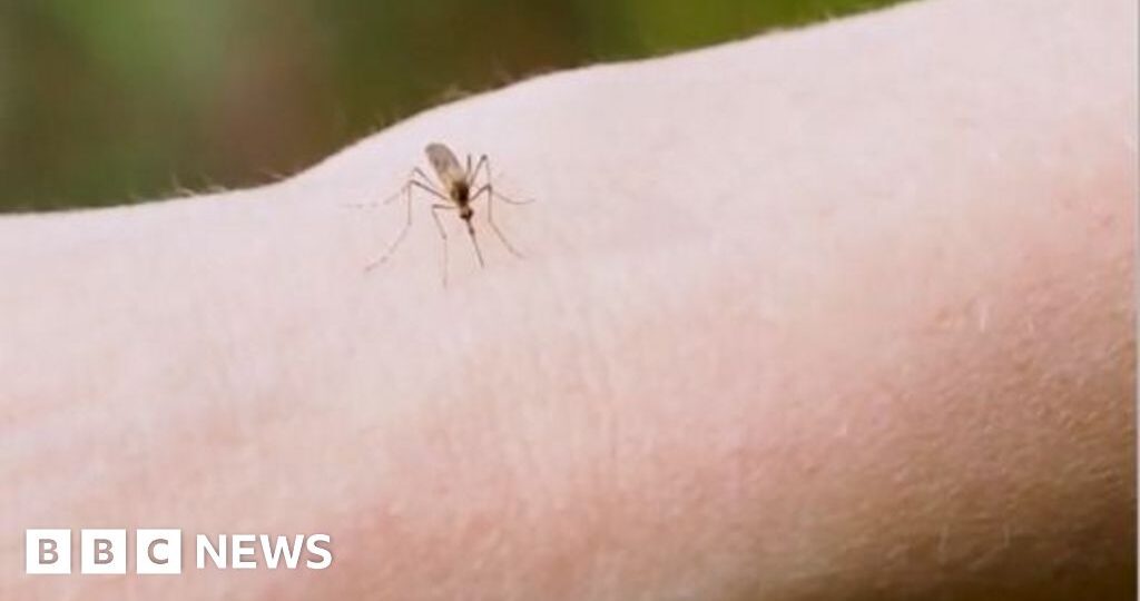 Why are thousands of mosquitoes being released in Washington DC?