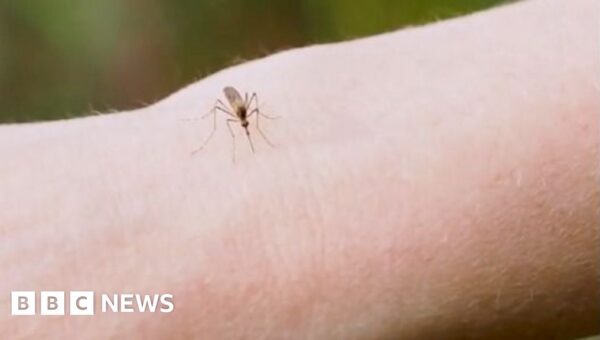 Why are thousands of mosquitoes being released in Washington DC?