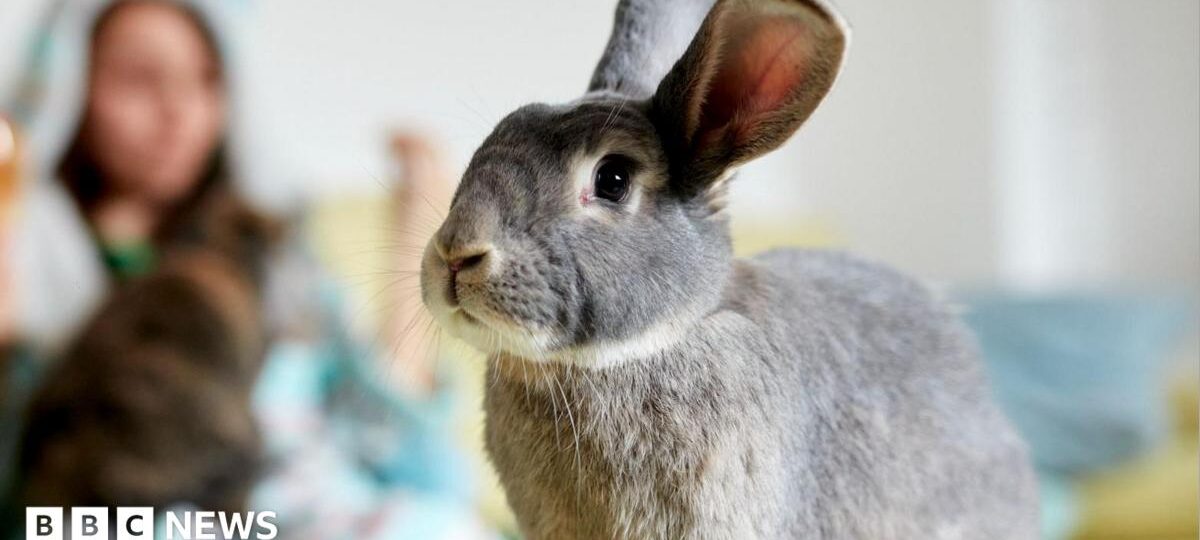 Politician's call for rabbit owner training courses labelled 'hare-brained'