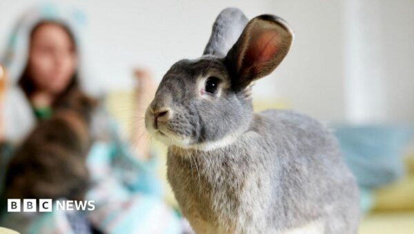 Politician’s call for rabbit owner training courses labelled ‘hare-brained’