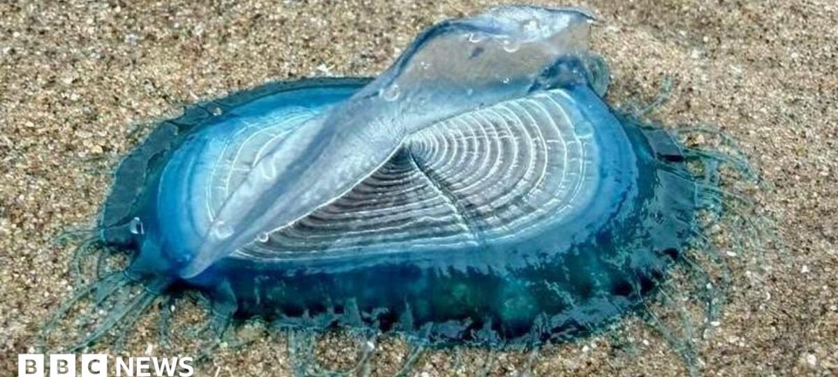 'Incredible' blue sea creatures appear on beaches