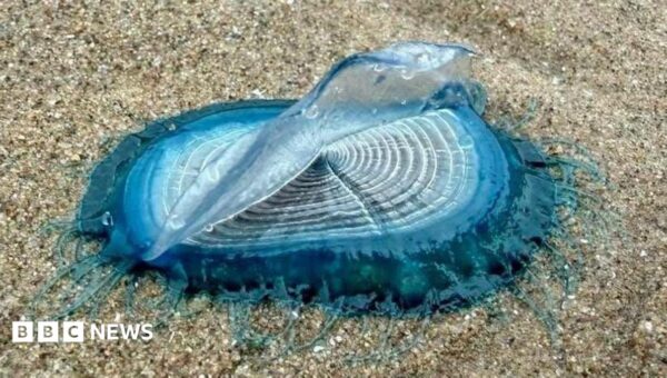 ‘Incredible’ blue sea creatures appear on beaches