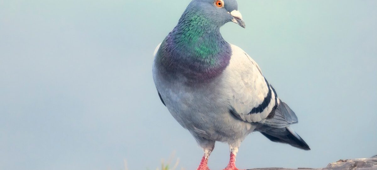 ‘Slow-cial’ app Roost forces you to slow down to the speed of a carrier pigeon