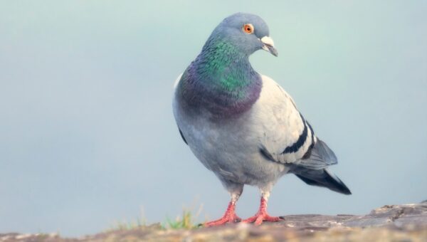 ‘Slow-cial’ app Roost forces you to slow down to the speed of a carrier pigeon