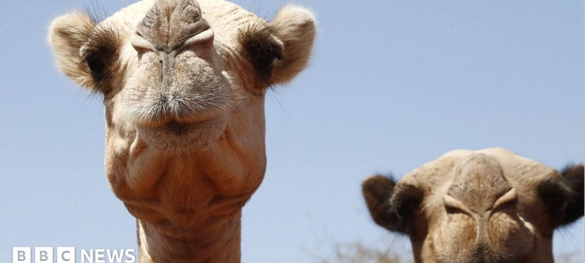 Even camels can't cope: Africa's ships of the desert hit by rising temperatures