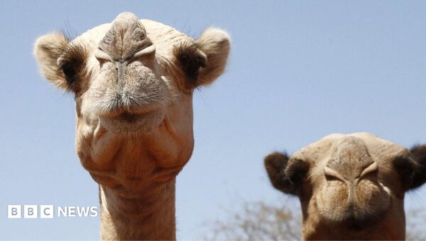 Even camels can’t cope: Africa’s ships of the desert hit by rising temperatures