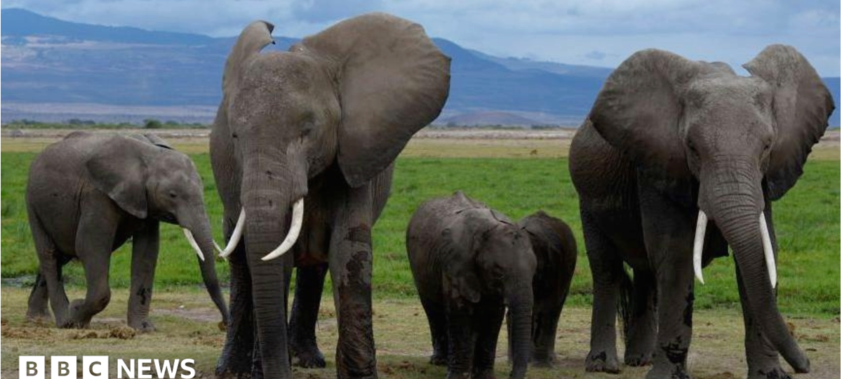 Pesticide-sprayed tomatoes suspected to have killed 15 elephants in Kenya