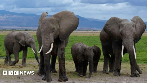 Pesticide-sprayed tomatoes suspected to have killed 15 elephants in Kenya