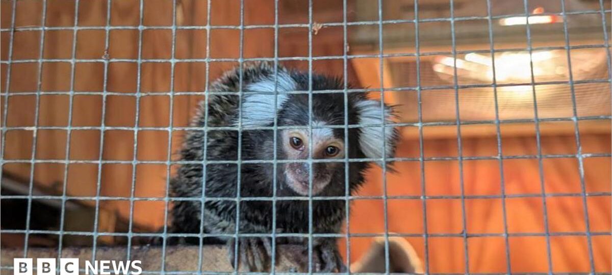 Monkey abandoned in laundry bag on London bus