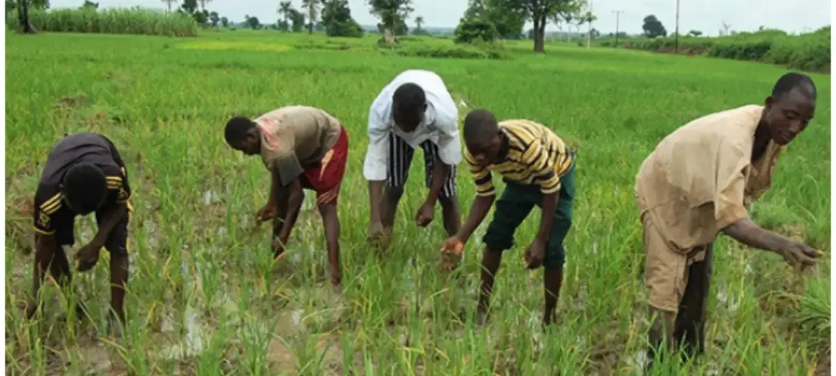 Gombe farmers raise alarm over erratic rainfall