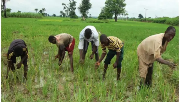 Gombe farmers raise alarm over erratic rainfall