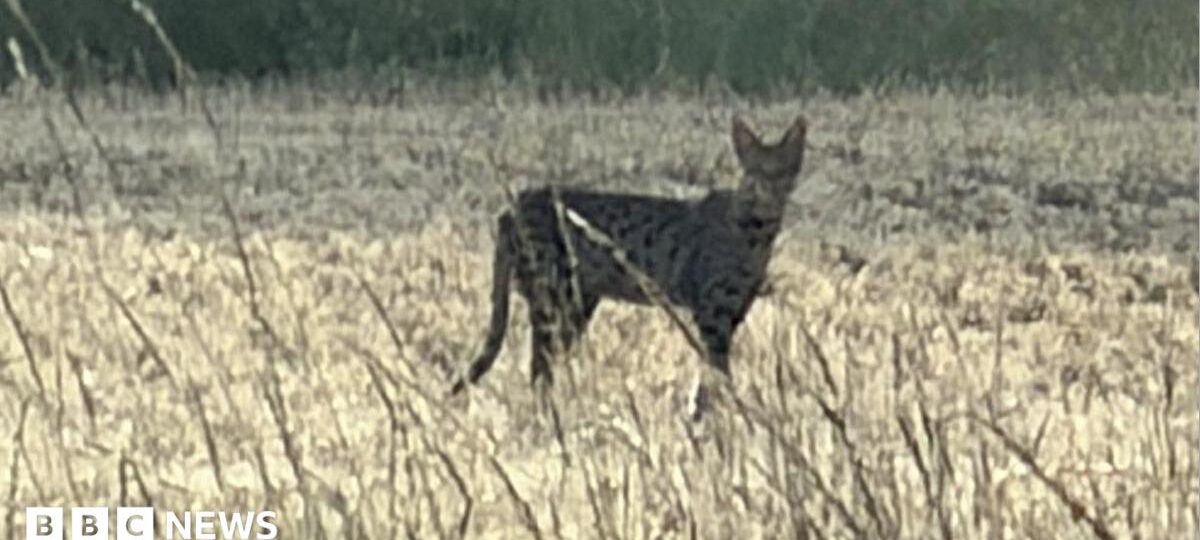 Escaped big cat found in plant pot after two-month search