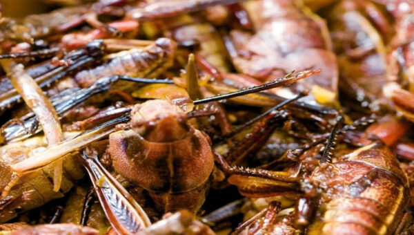 How toasted grasshoppers became Seattle baseball’s most famous snack