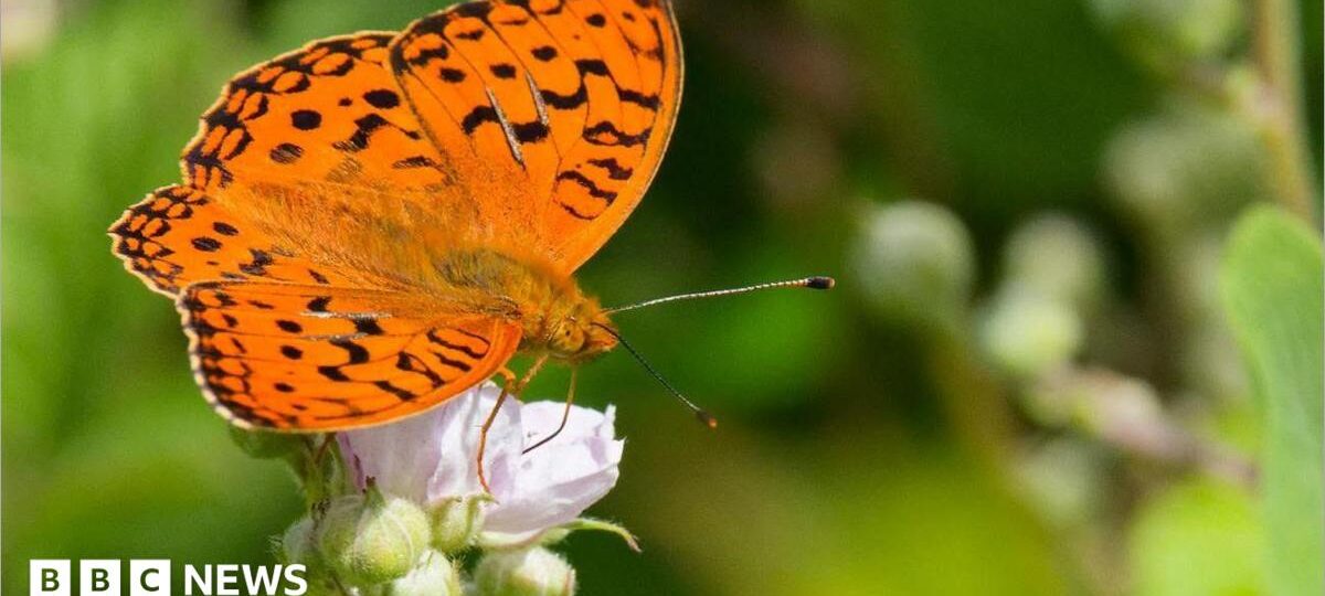 How cows are helping one of Britain's rarest butterflies
