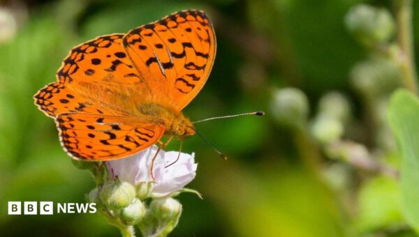 How cows are helping one of Britain’s rarest butterflies