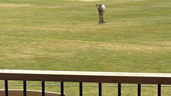 Watch: Loose bull interrupts cricket match in England