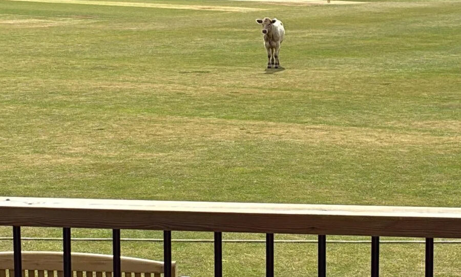 Watch: Loose bull interrupts cricket match in England