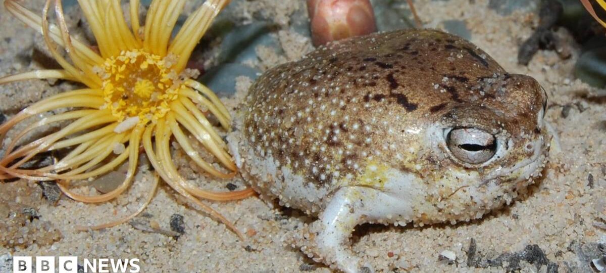 Viral squeaky frog now at risk of extinction