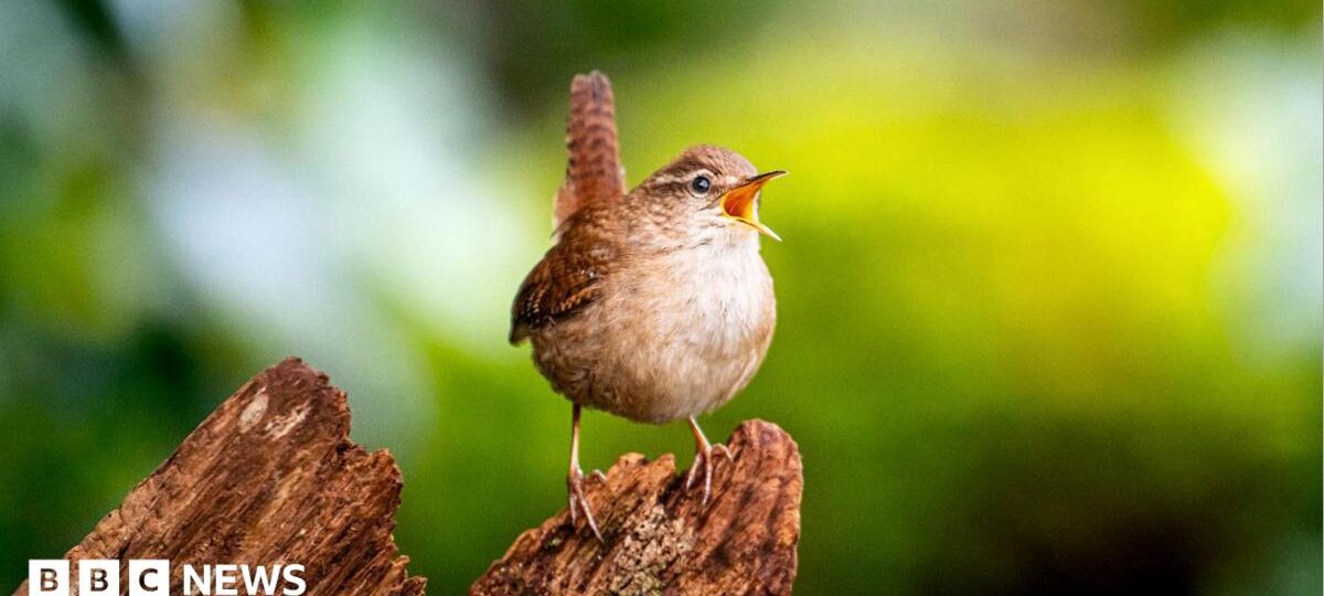 Scientists find building blocks of birdsong's 'spectacular diversity'