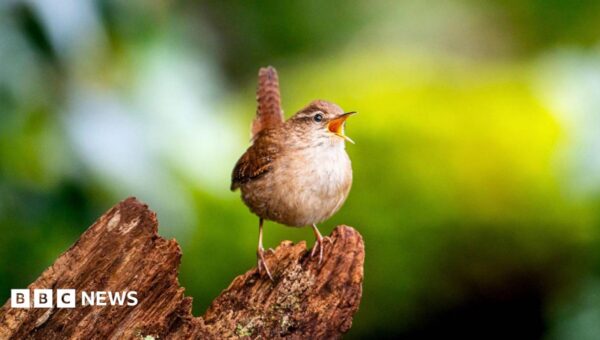 Scientists find building blocks of birdsong’s ‘spectacular diversity’