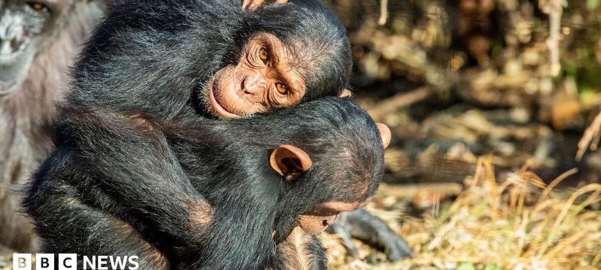 Great Apes kiss and cuddle to keep the peace, says study