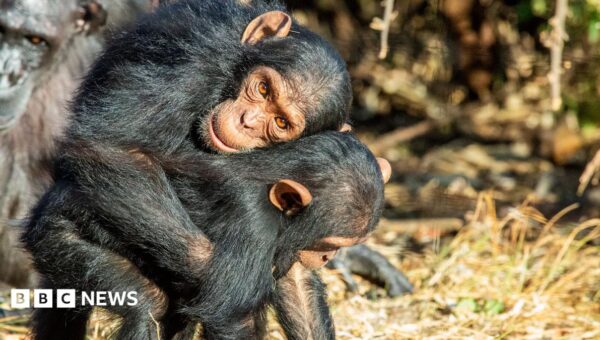 Great Apes kiss and cuddle to keep the peace, says study