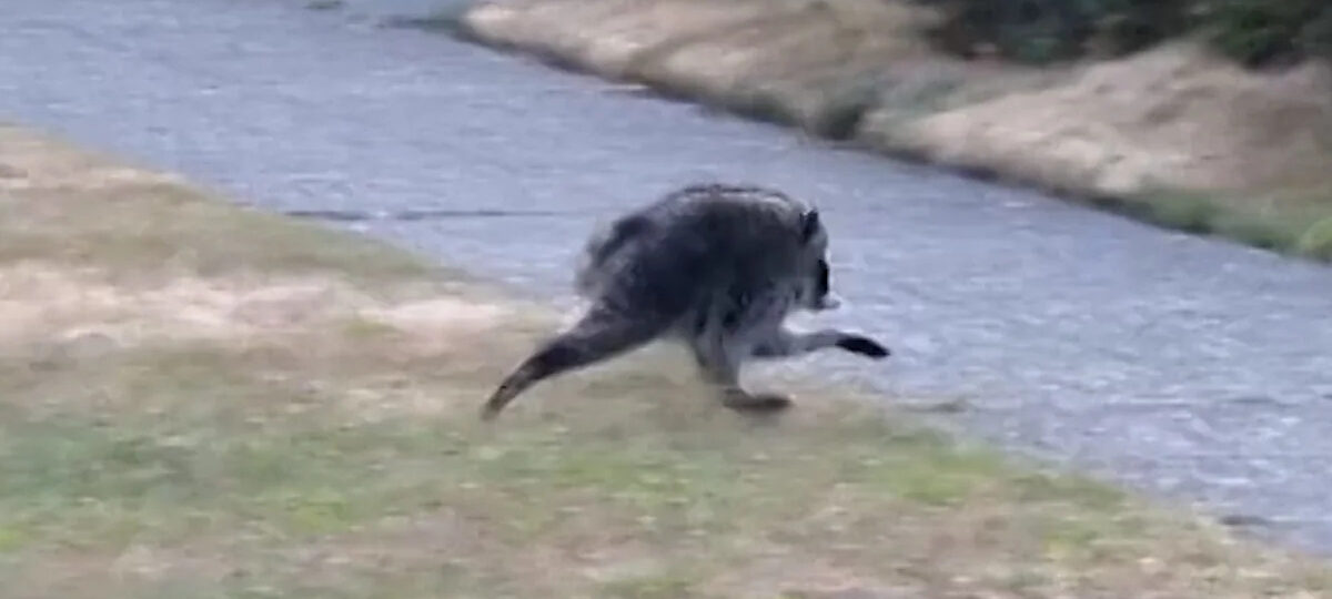 Seattle Mariners to celebrate viral raccoon Jimothy at upcoming game