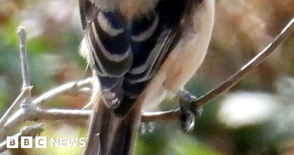 'Extraordinary sight' of rare bird from Asia spotted in UK