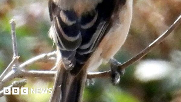 ‘Extraordinary sight’ of rare bird from Asia spotted in UK