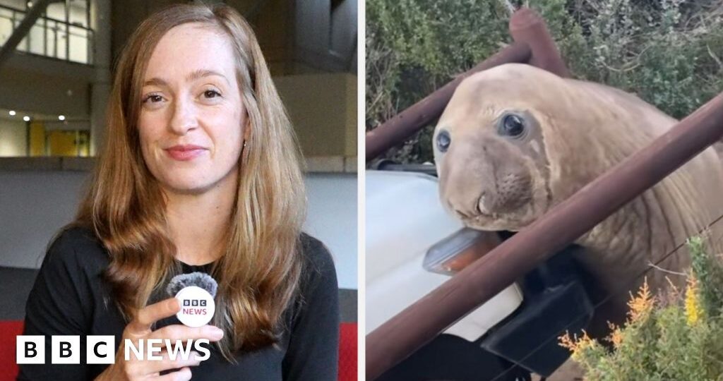 How a viral seal called Neil caused mayhem in Australia