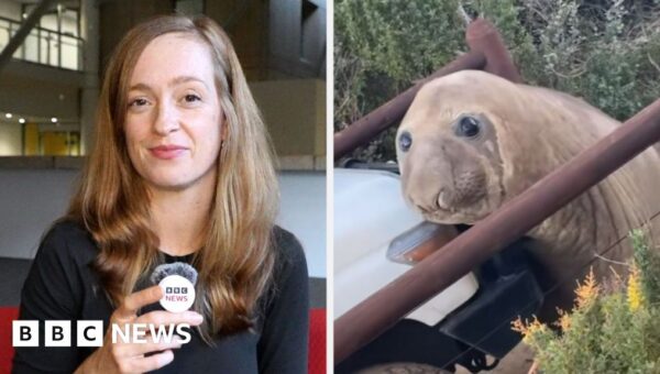 How a viral seal called Neil caused mayhem in Australia