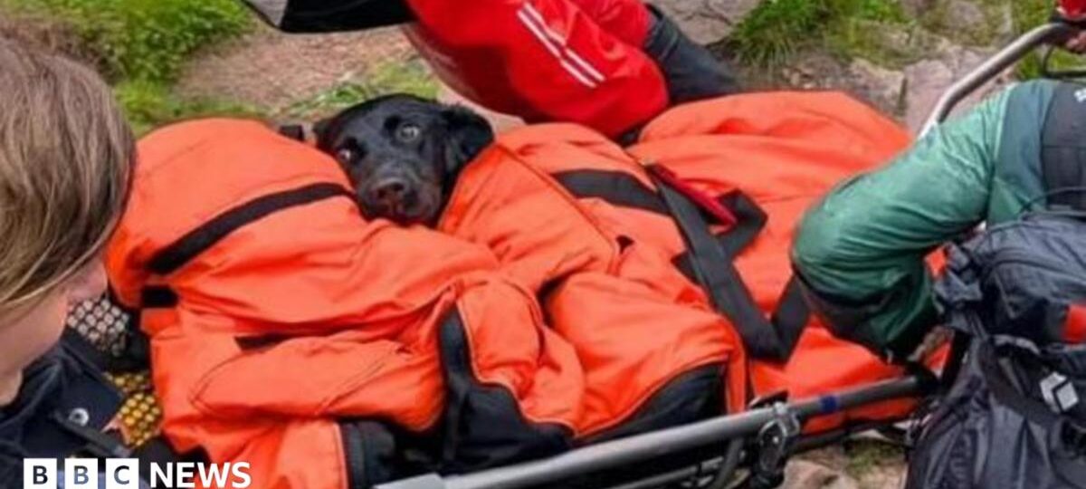 Dog rescued from Ben Nevis suspected to have eaten discarded cannabis