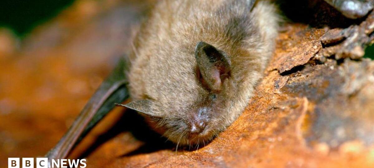 Canadian boy, 11, dies of rabies after waking to bat on his face