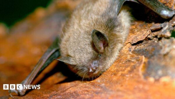 Canadian boy, 11, dies of rabies after waking to bat on his face