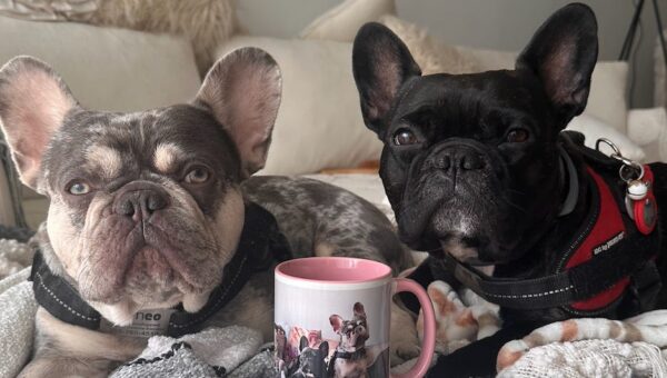 My dogs are Instagram famous. I've become a full-time manager, photographer, and publicist.