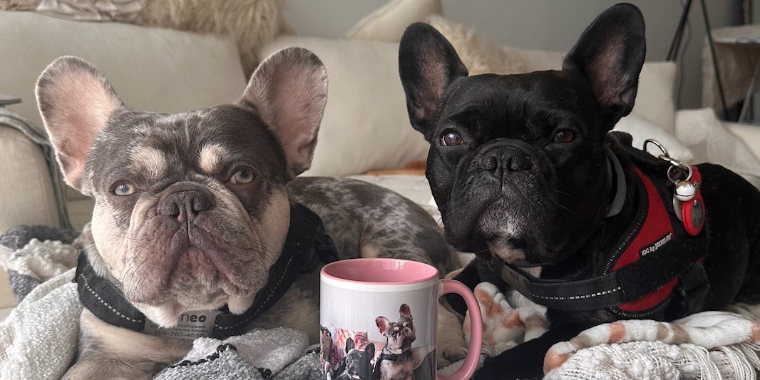 My dogs are Instagram famous. I've become a full-time manager, photographer, and publicist.
