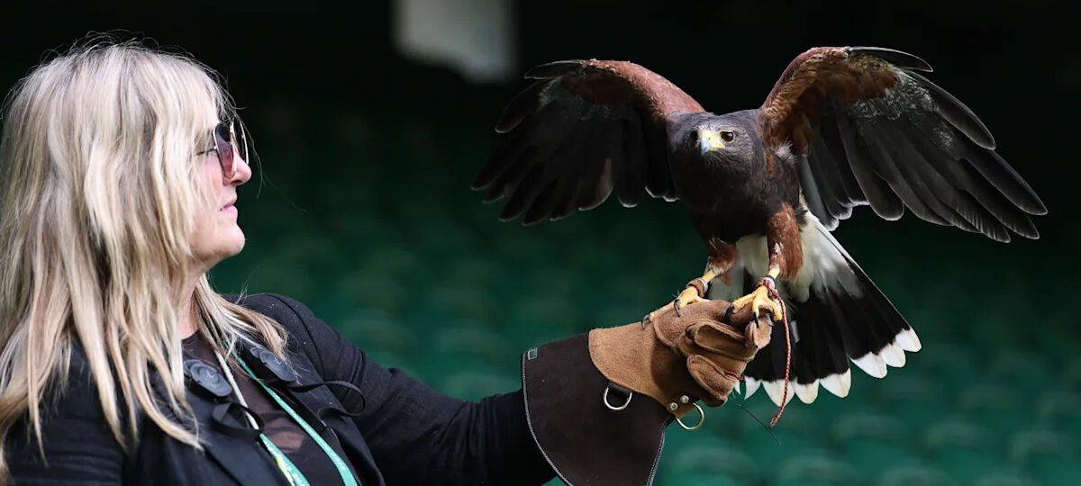 Wimbledon is hawk’s pigeon-scaring playground