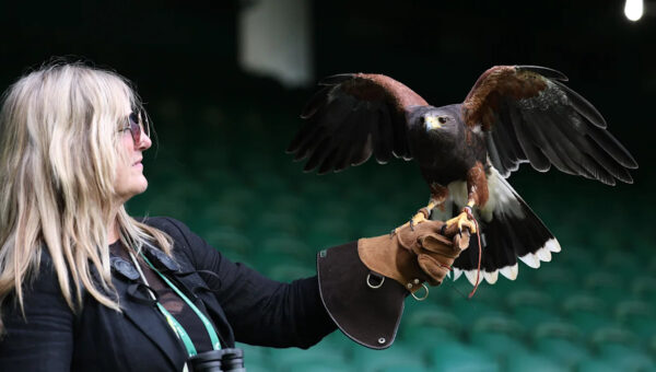 Wimbledon is hawk’s pigeon-scaring playground