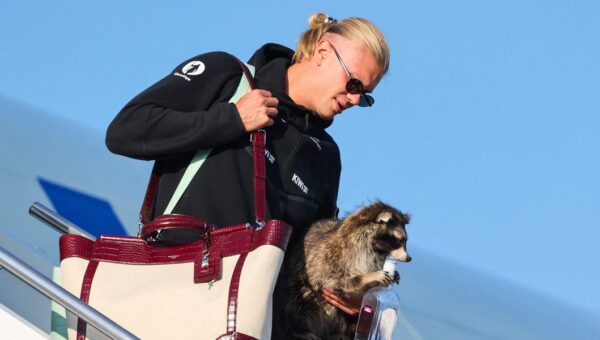 Norway’s Erling Haaland brought a $750 taxidermy raccoon home from the World Cup