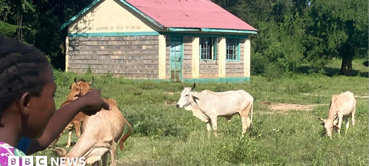 More cows than pupils - what is behind mass school closures in rural Kenya?