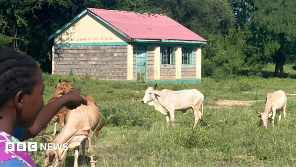 More cows than pupils – what is behind mass school closures in rural Kenya?