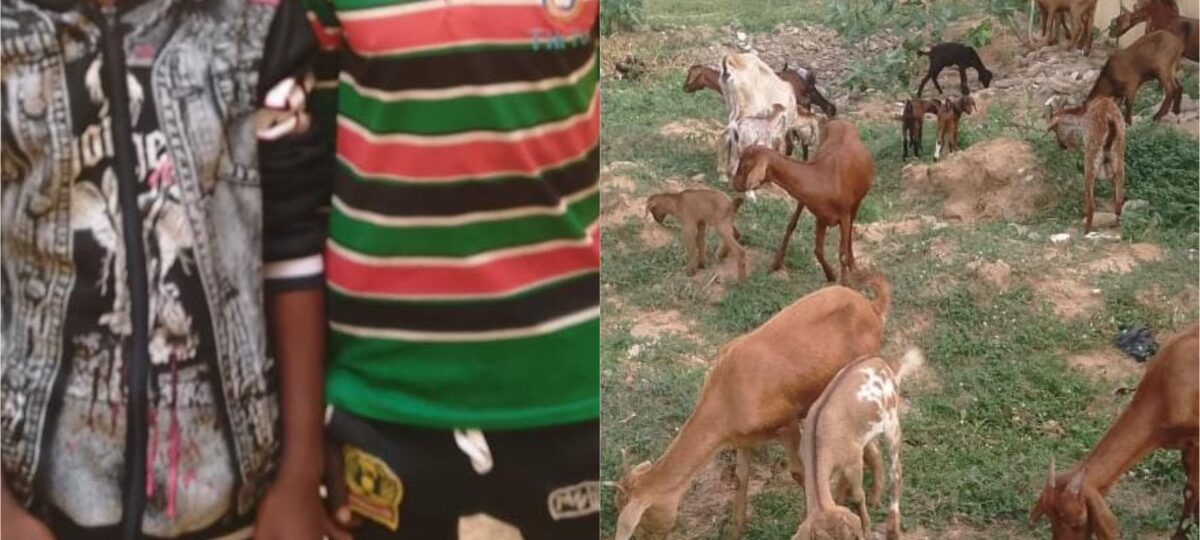 Police nab two suspected kidnappers, recover 26 stolen goats in Yobe