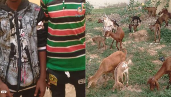 Police nab two suspected kidnappers, recover 26 stolen goats in Yobe