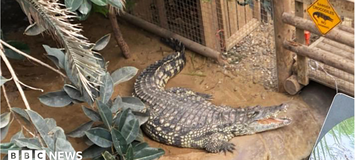 Boy, 3, had five surgeries after crocodile attack