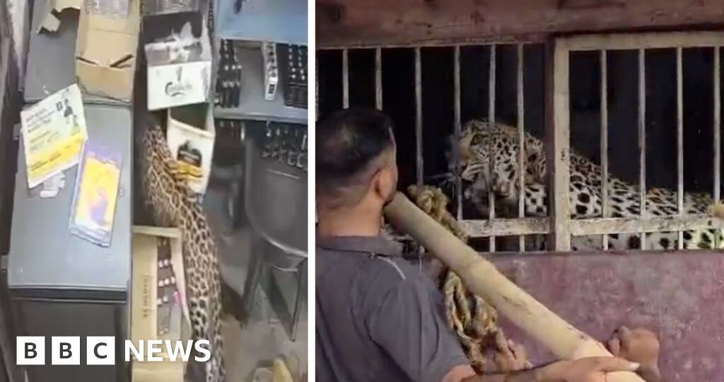 Liquor store employee narrowly escapes leopard attack