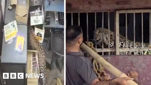Liquor store employee narrowly escapes leopard attack