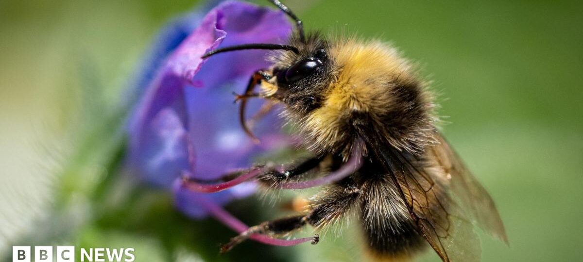 Bumblebees are struggling in UK heatwaves - but you can help them