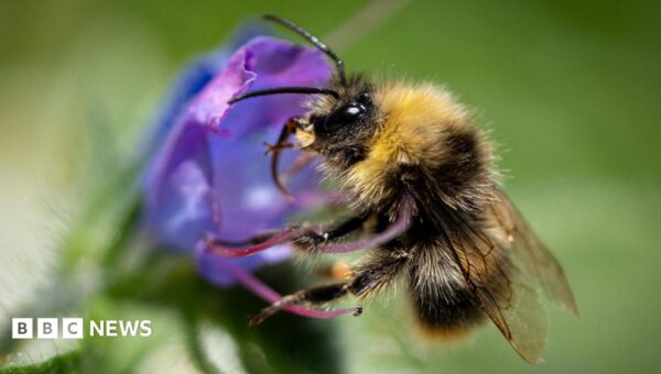 Bumblebees are struggling in UK heatwaves – but you can help them