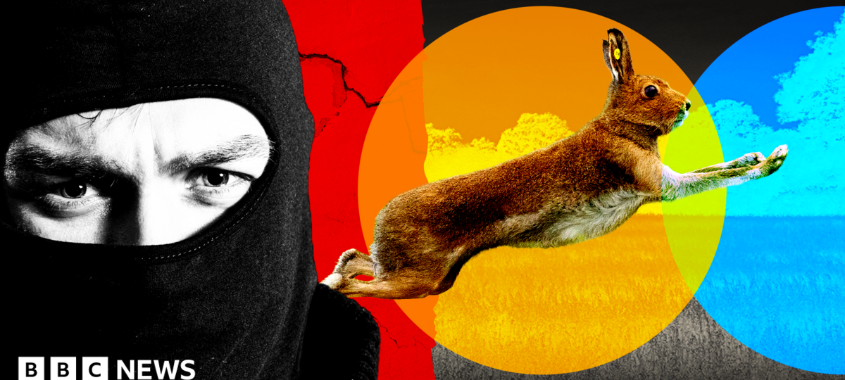 Gangs, violence and dumped dead animals: The hidden world of illegal hare hunts