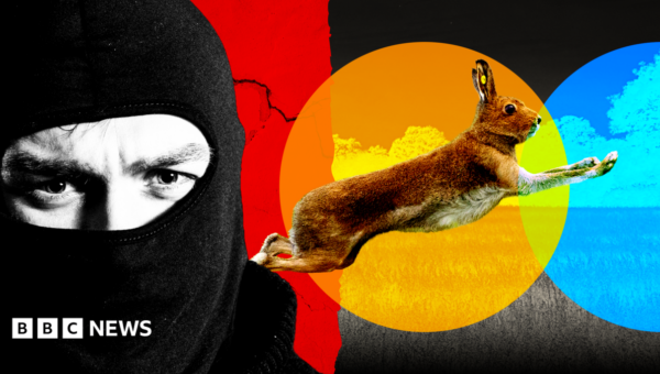 Gangs, violence and dumped dead animals: The hidden world of illegal hare hunts